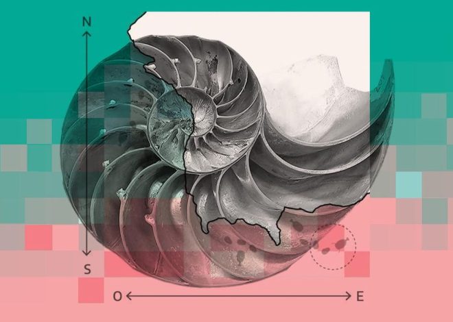 Vivir en la costa ‘equivocada’ te conduce a la extinción: descubren las “trampas de latitud” que moldearon la vida marina