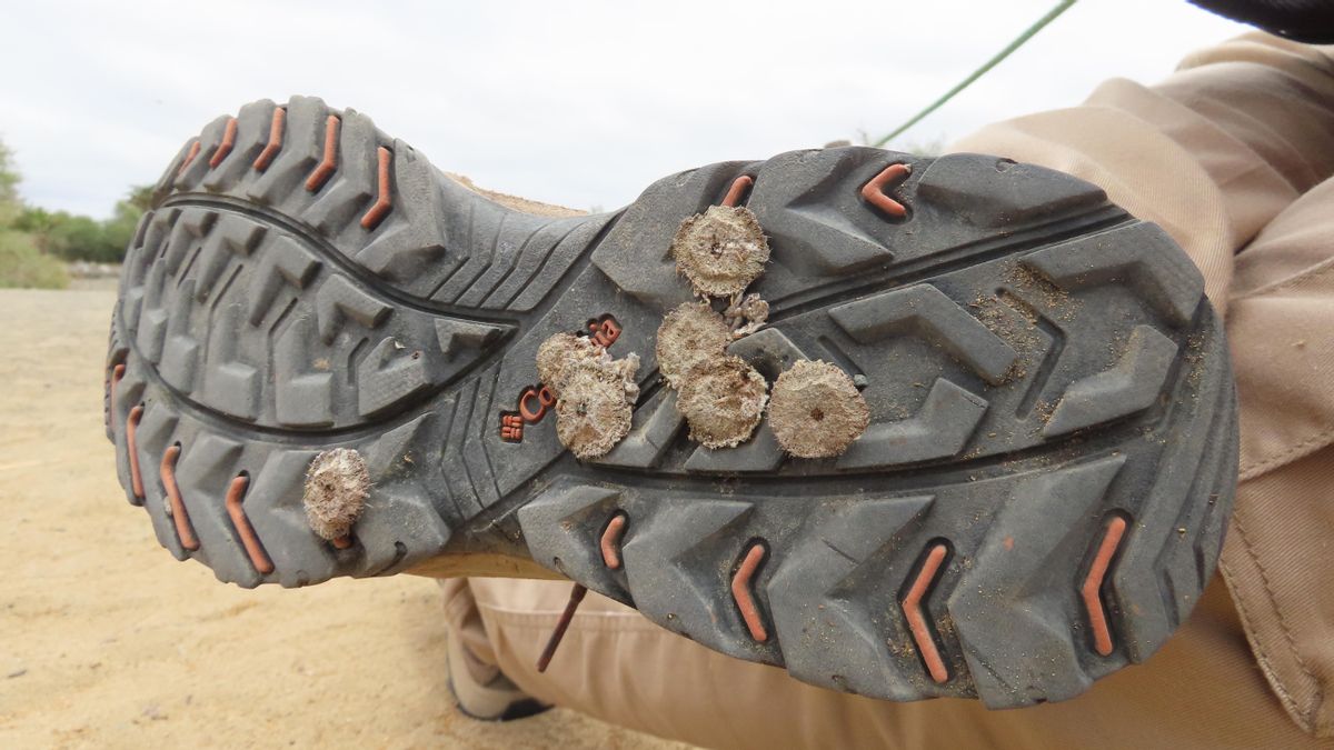 Cómo la actividad humana ha permitido que una planta exótica invada las Dunas de Maspalomas