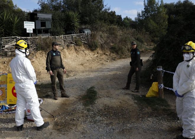 Agricultura descarta el laboratorio de Barcelona como origen del brote de peste porcina