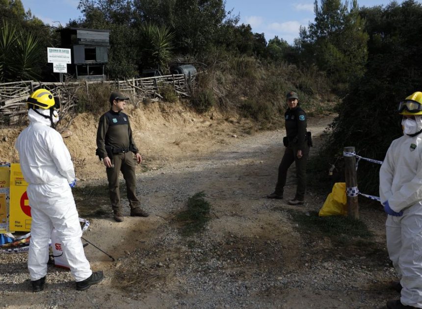 Agricultura descarta el laboratorio de Barcelona como origen del brote de peste porcina