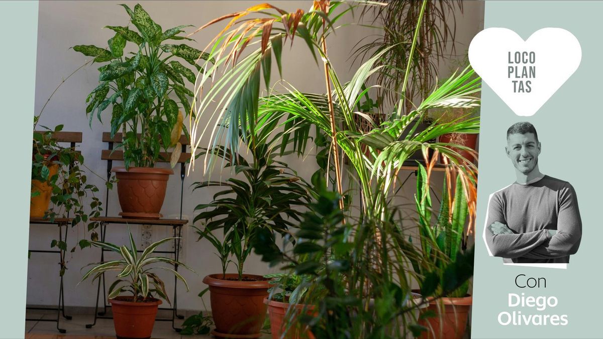 Cómo llenar tu casa de plantas por poco dinero, según un experto
