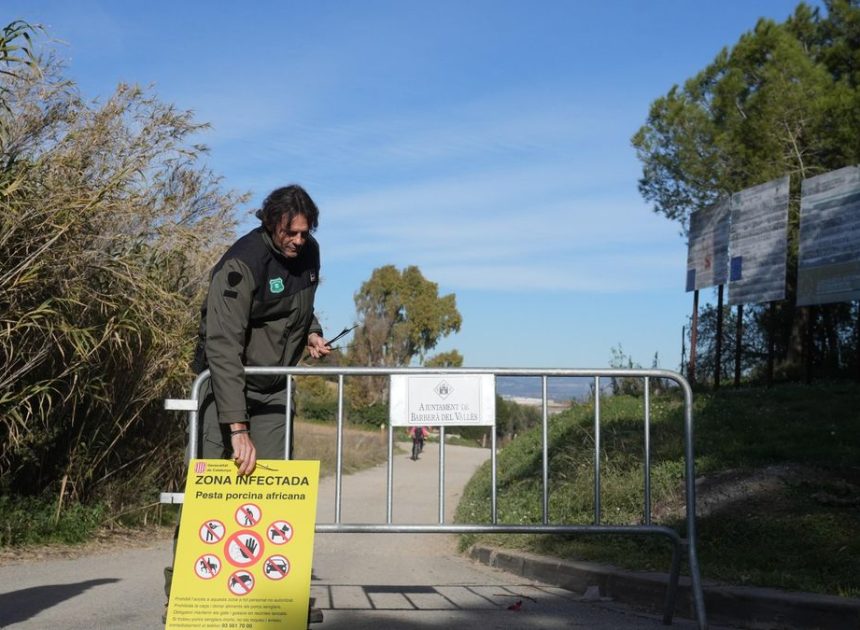 La peste porcina se extiende en Catalunya al detectarse por primera vez dos casos fuera de la zona cero