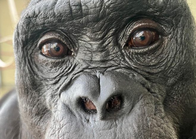 El bonobo que juega a las ‘tacitas’ con zumo imaginario: los simios comparten la capacidad humana de fantasear