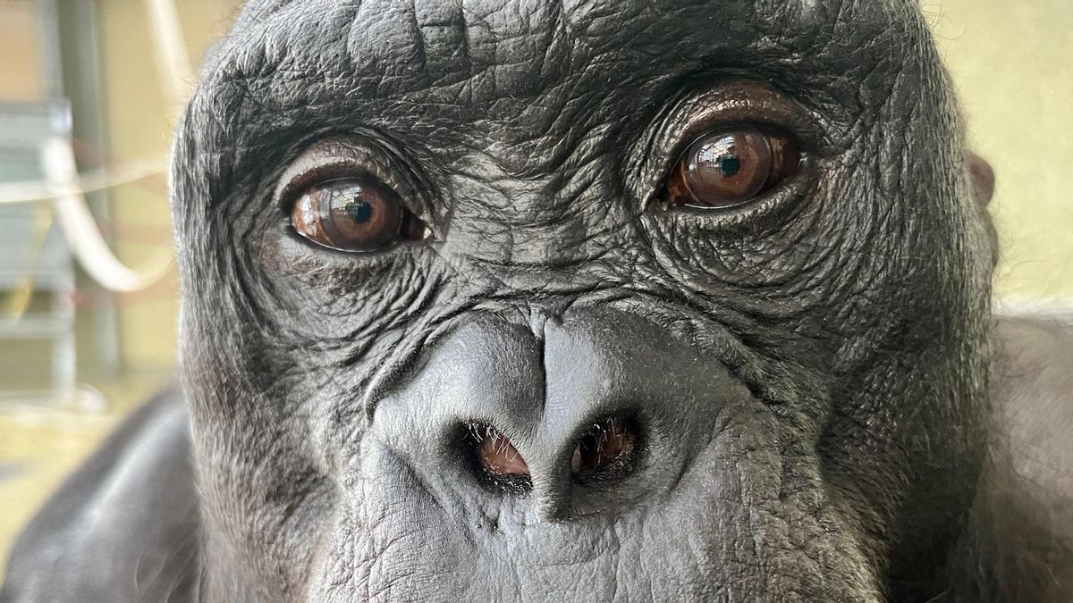 El bonobo que juega a las ‘tacitas’ con zumo imaginario: los simios comparten la capacidad humana de fantasear