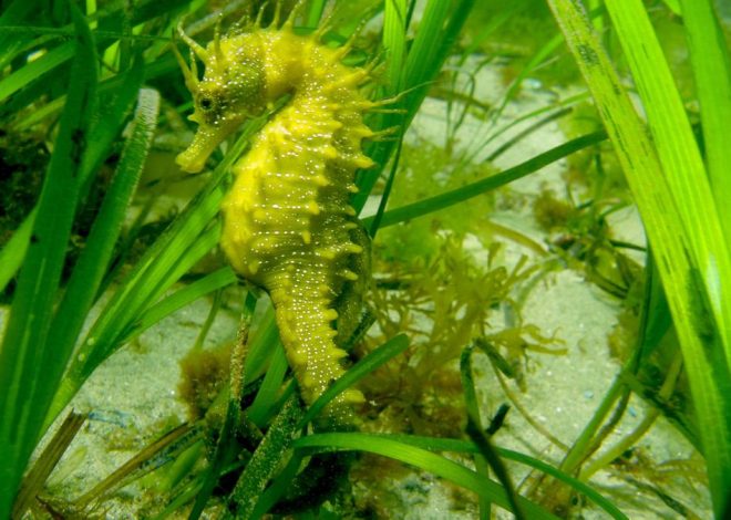 Santuario para caballitos de mar en Vigo: arrecifes artificiales frente a la pérdida de su hábitat natural