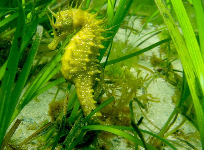 Santuario para caballitos de mar en Vigo: arrecifes artificiales frente a la pérdida de su hábitat natural